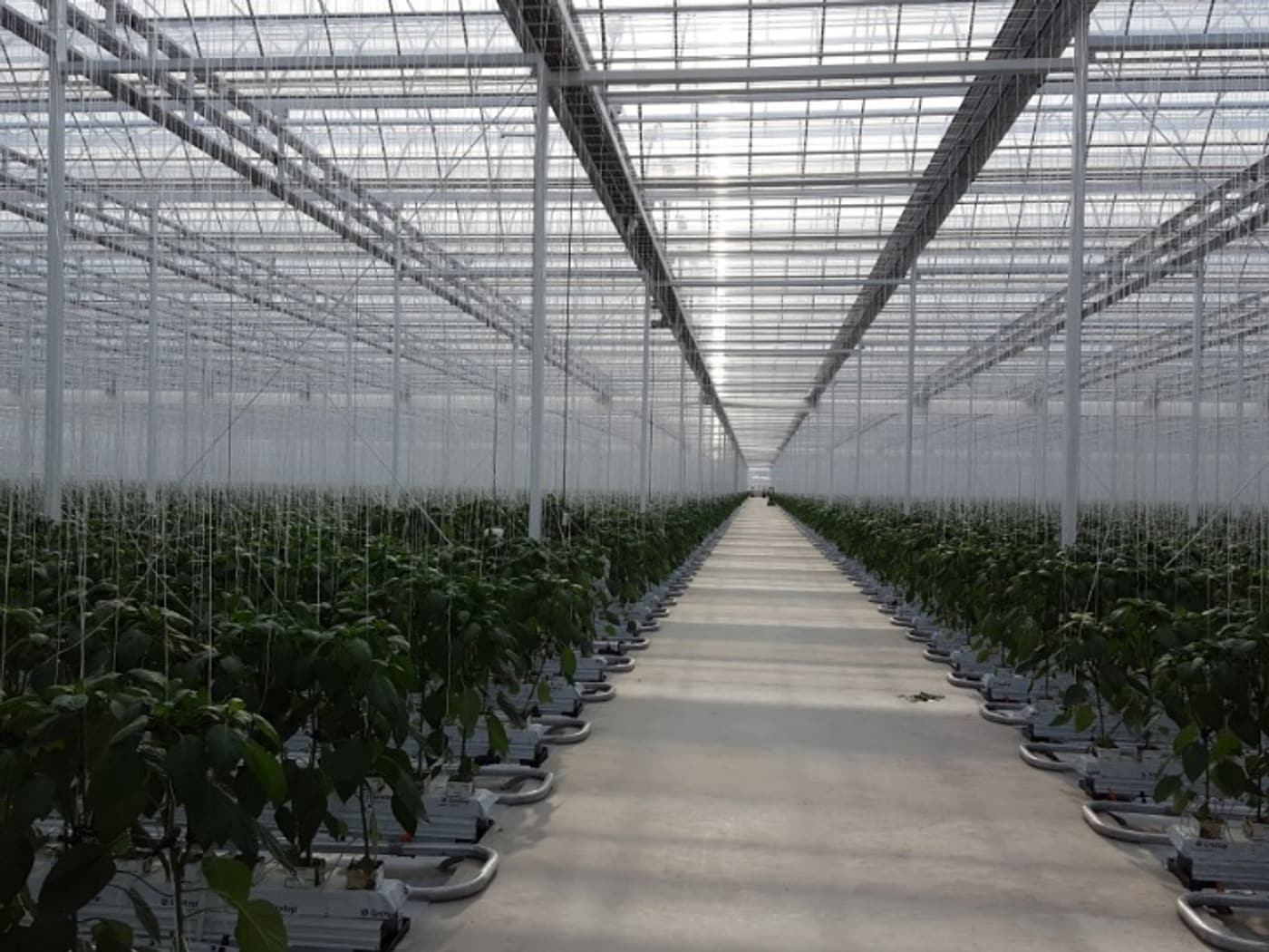 Paprika greenhouse using oxygen-enriched nutrient solution
