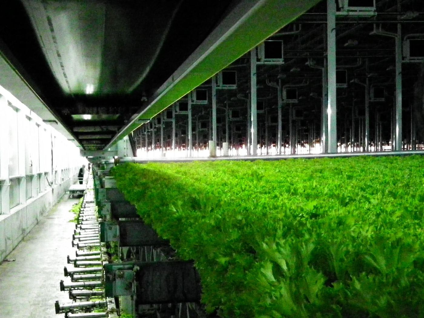 WDG FARM lettuce cultivation rows under grow lighting