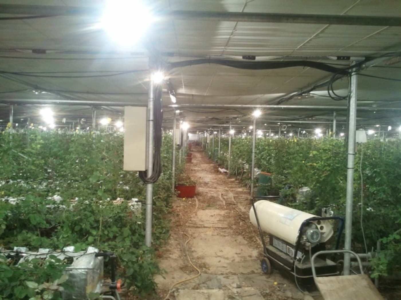 Rose greenhouse using oxygen-enriched nutrient solution